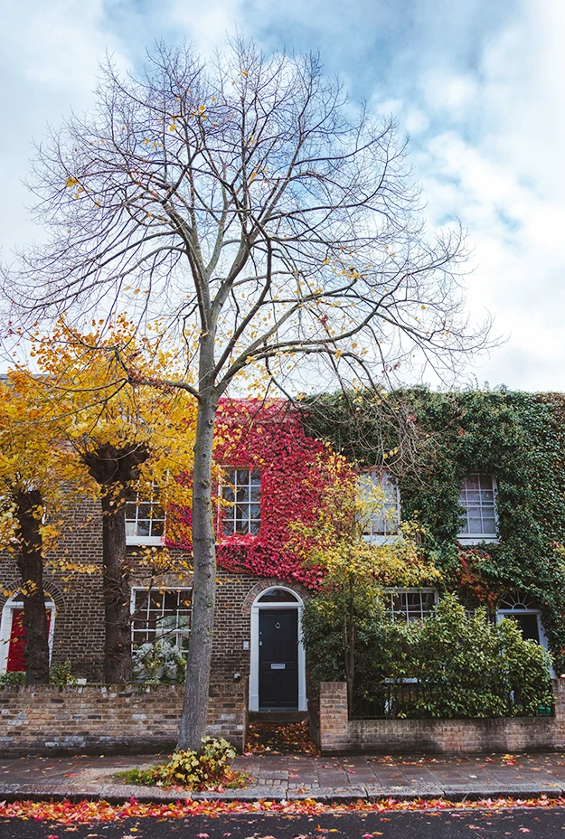 tree infront of british house